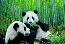 osos pandas origen